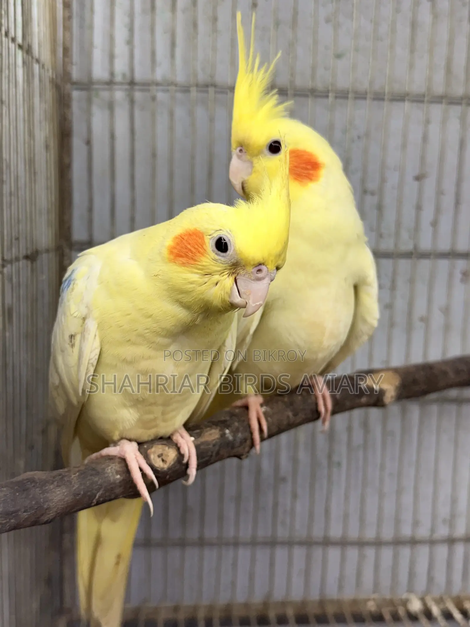 ককাটেইল মাস্টার পেয়ার (লোটিনো)