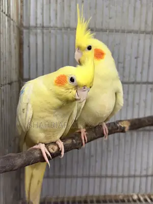ককাটেইল মাস্টার পেয়ার (লোটিনো)