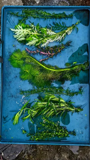 Aquarium Plant