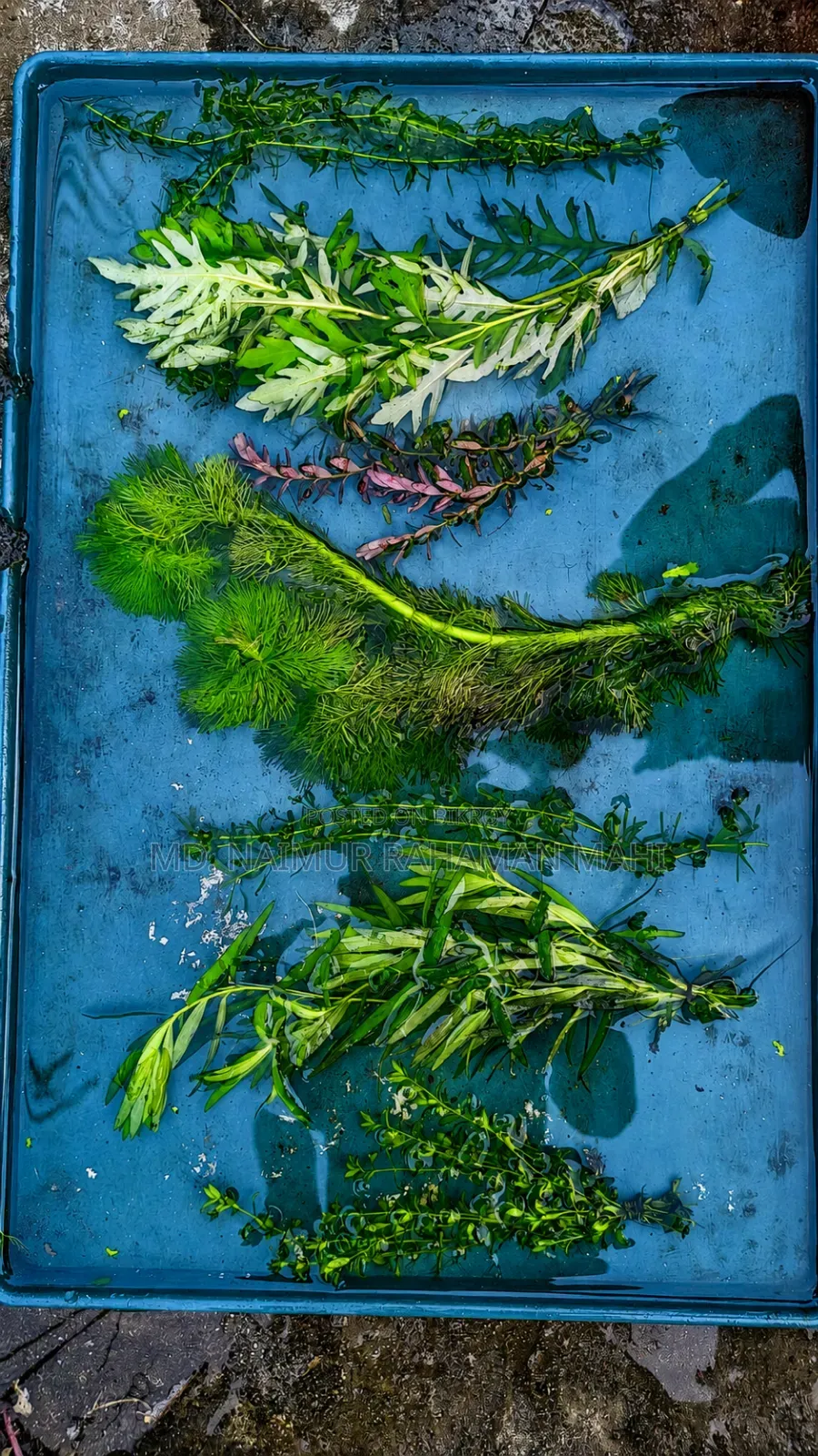 একুরিয়াম প্লান্ট