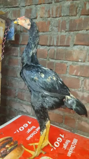 Rooster Age 4 Months+