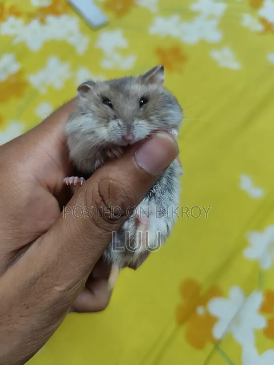 টাইগার উইন্টার হোয়াইট হ্যামস্টার ৬ সপ্তাহ