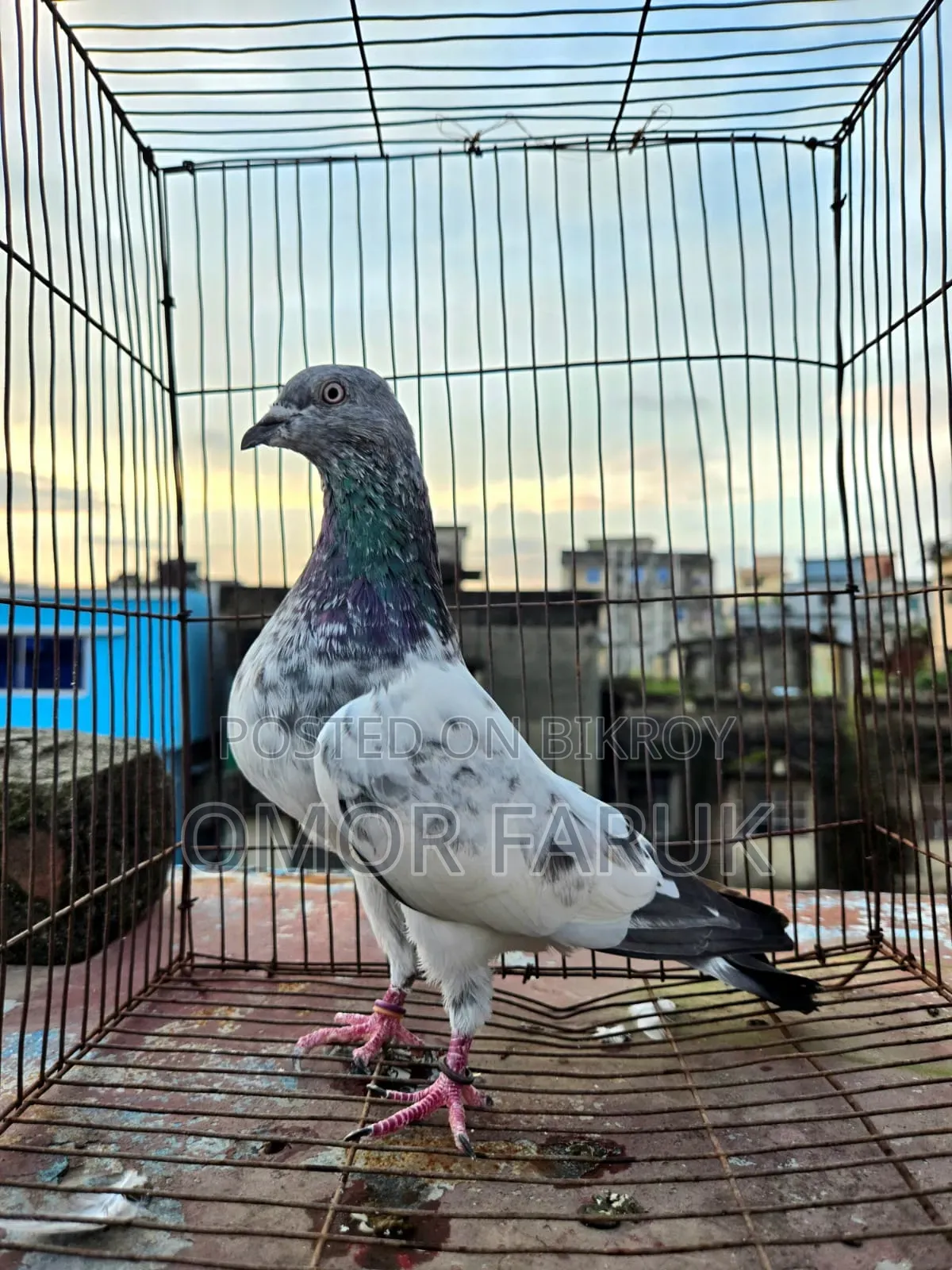 কবুতর বিক্রি হবে।
