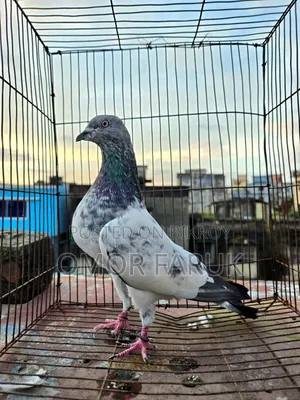 কবুতর বিক্রি হবে।