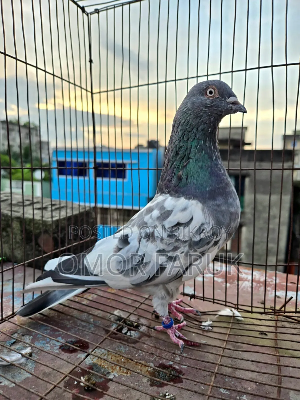 কবুতর বিক্রি হবে।
