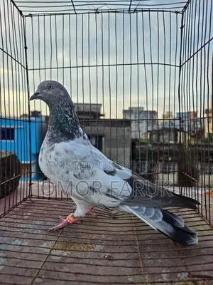 কবুতর বিক্রি হবে।