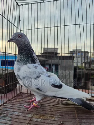 কবুতর বিক্রি হবে।