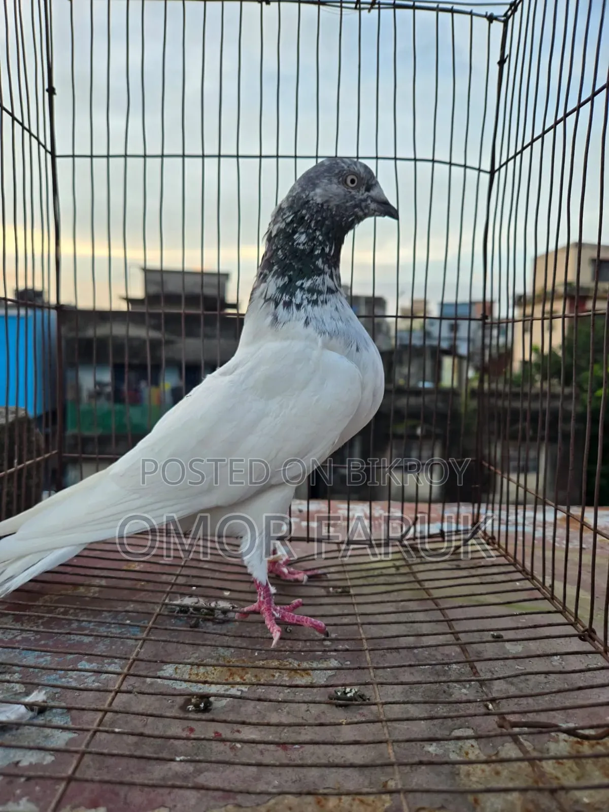 কবুতর বিক্রি হবে।