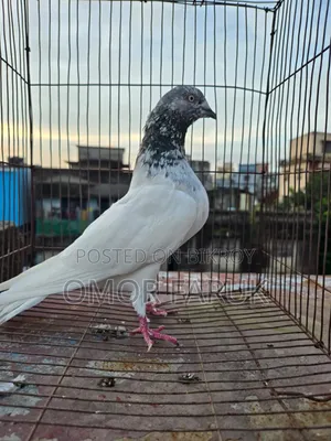 কবুতর বিক্রি হবে।