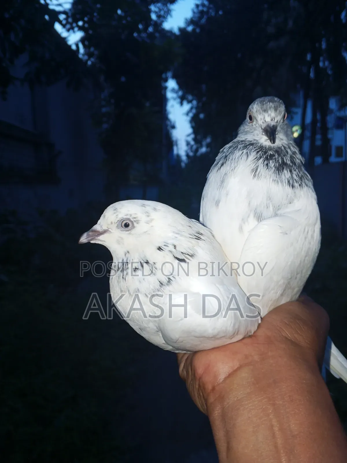 Bagha male Pakistani female pigeon