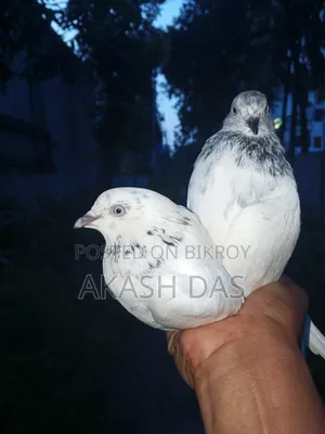 Bagha male Pakistani female pigeon