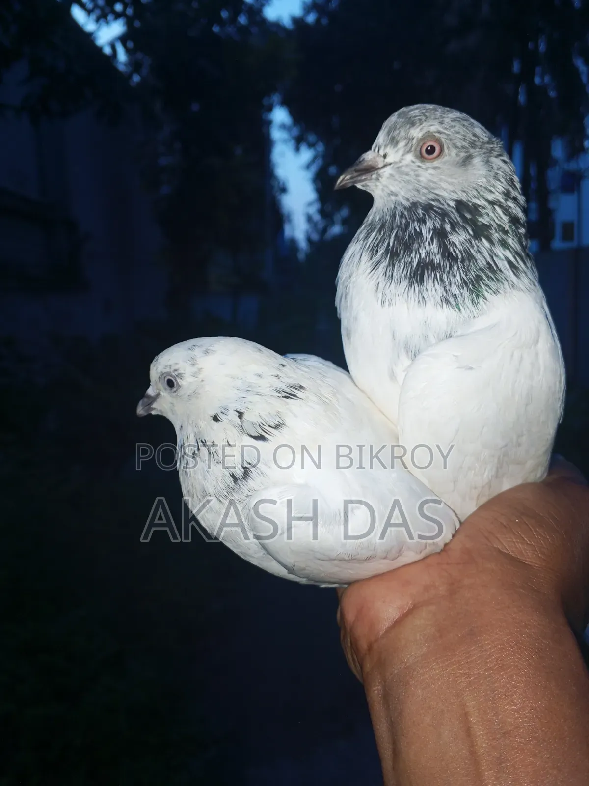 Bagha male Pakistani female pigeon