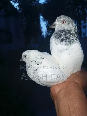 Bagha male Pakistani female pigeon