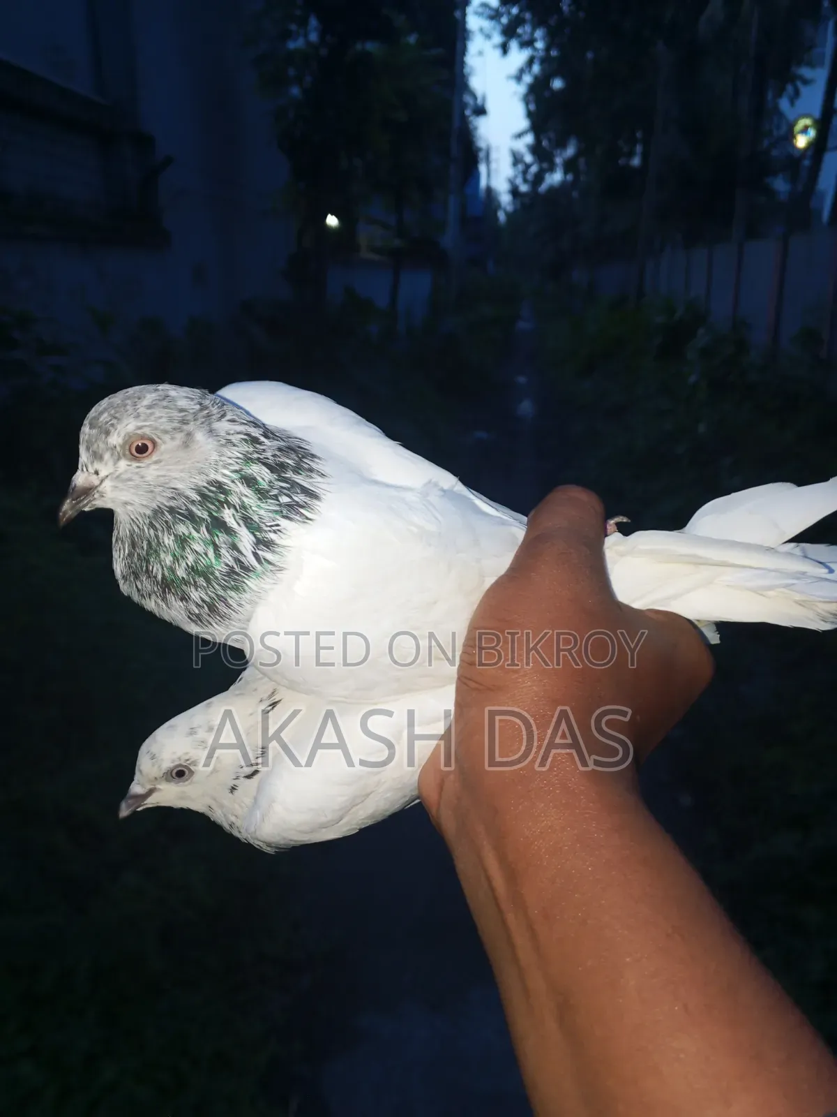 Bagha male Pakistani female pigeon
