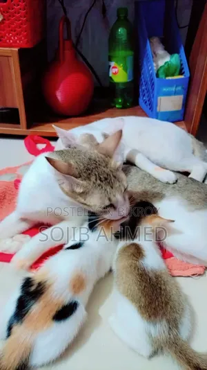 1+ year Female Mixed Breed Cat
