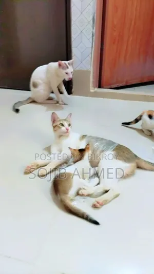 1+ year Female Mixed Breed Cat