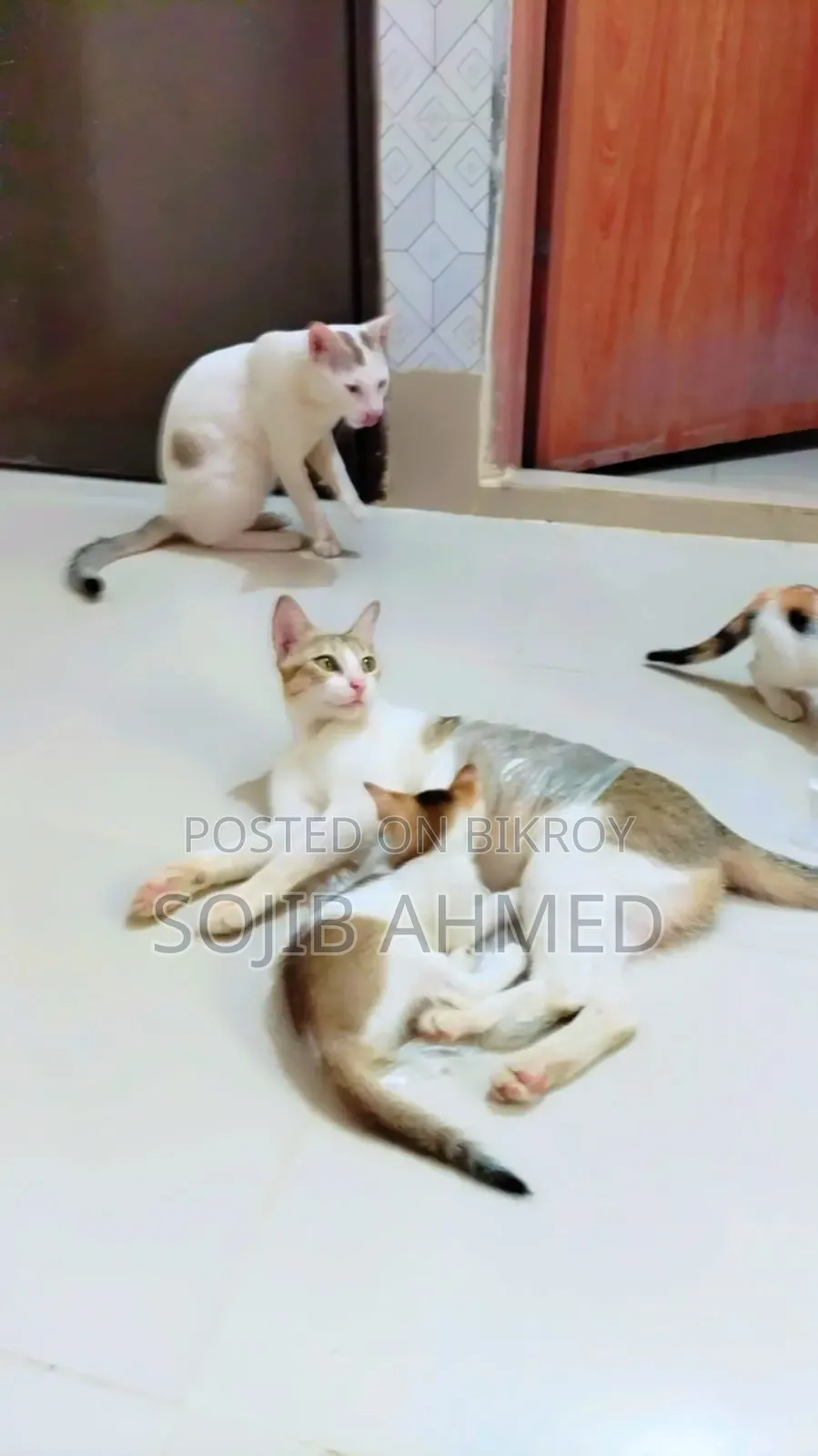 1+ year Female Mixed Breed Cat