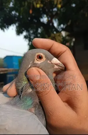 রেসার মাদি কবুতর