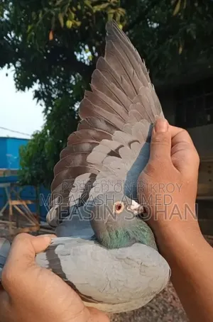 রেসার মাদি কবুতর
