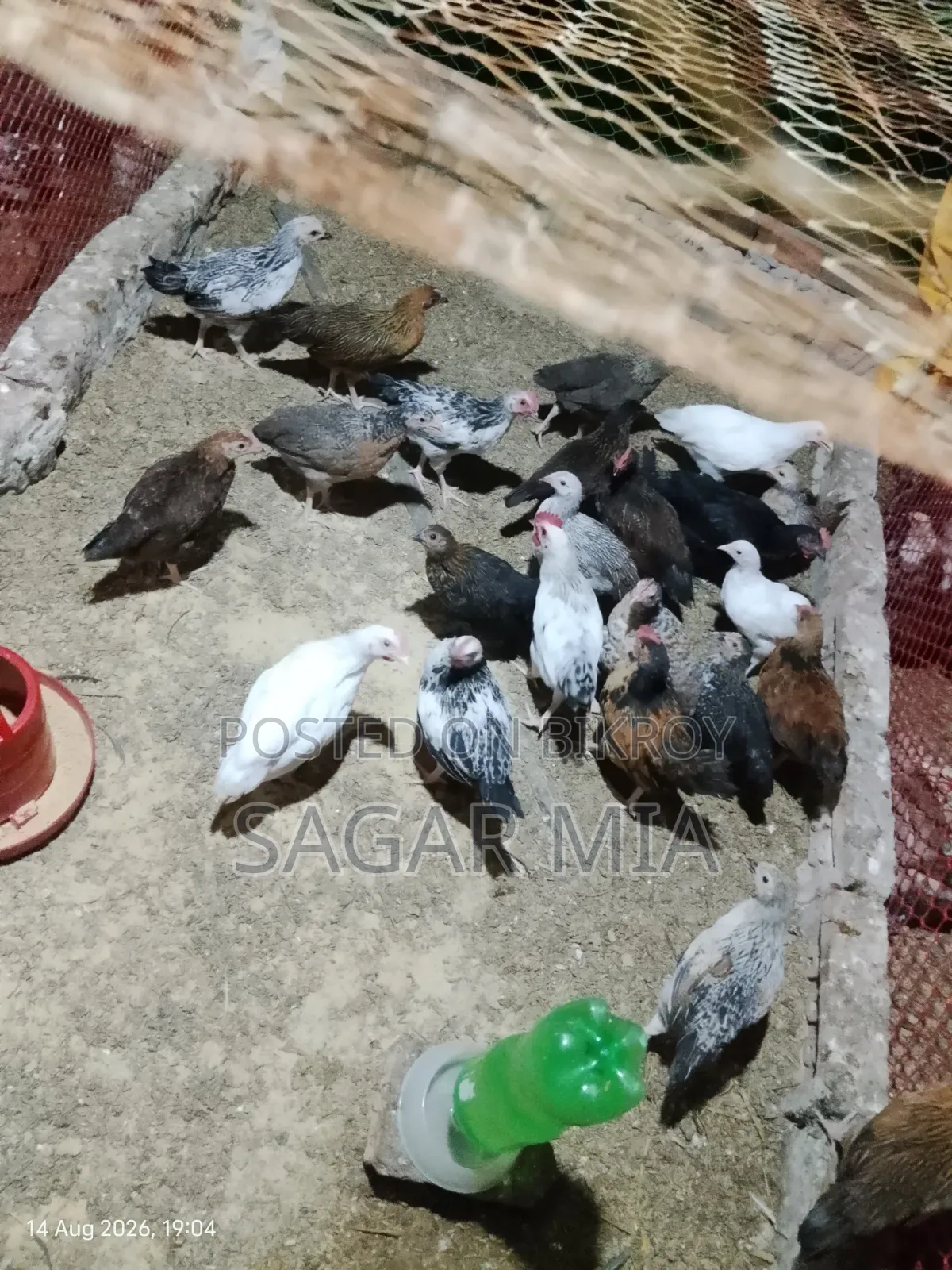 41 Days Old Native Chicken Chicks