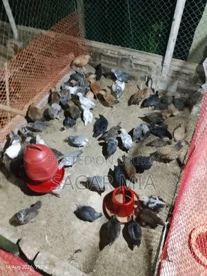 1 Month Old Native Chicken Chicks