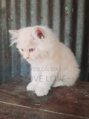 1-3 months Male Purebred Persian