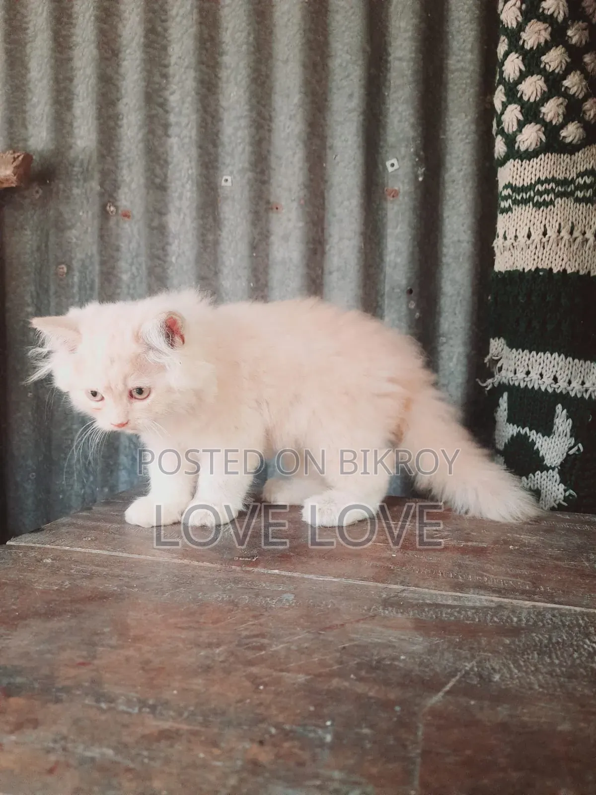 1-3 months Male Purebred Persian