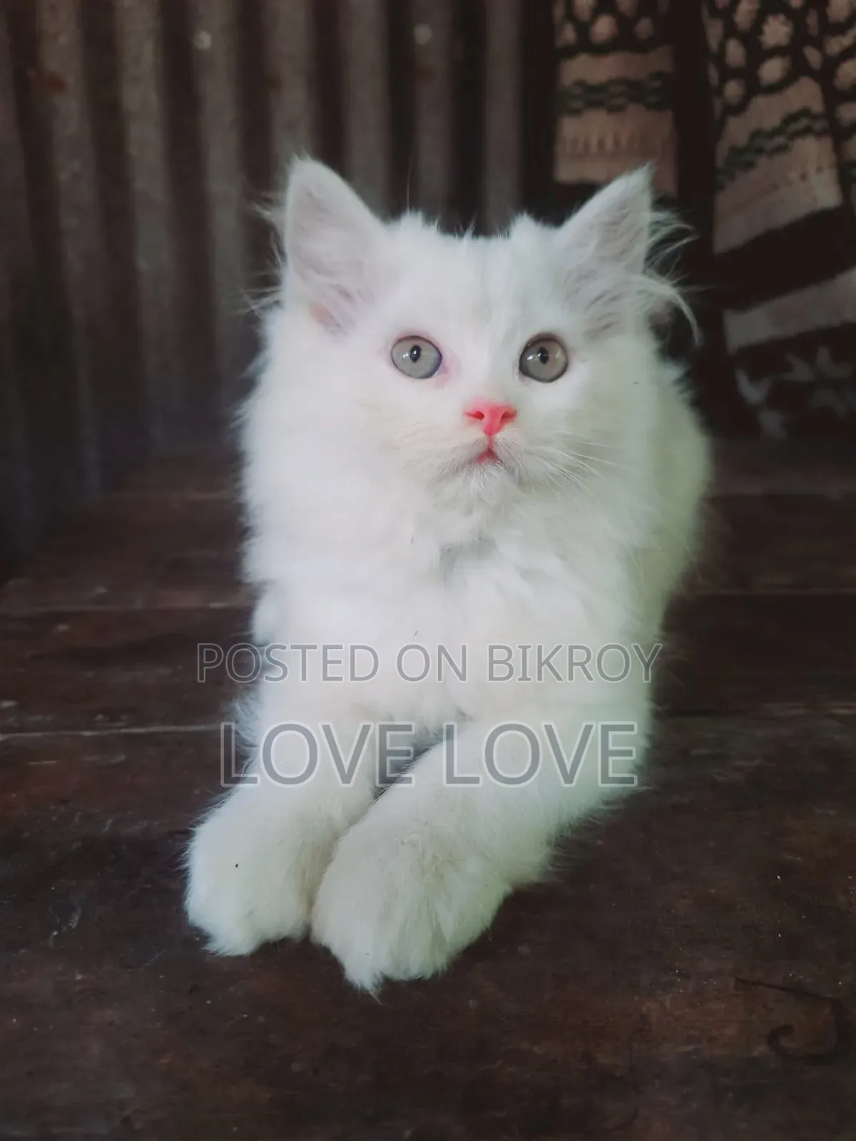 1-3 months Male Purebred Persian