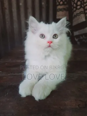 1-3 months Male Purebred Persian