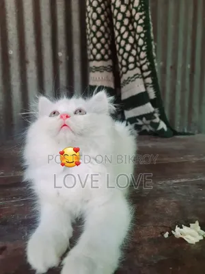 1-3 months Male Purebred Persian