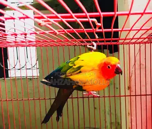নতুন ফিমেল সানকুনুর ২+