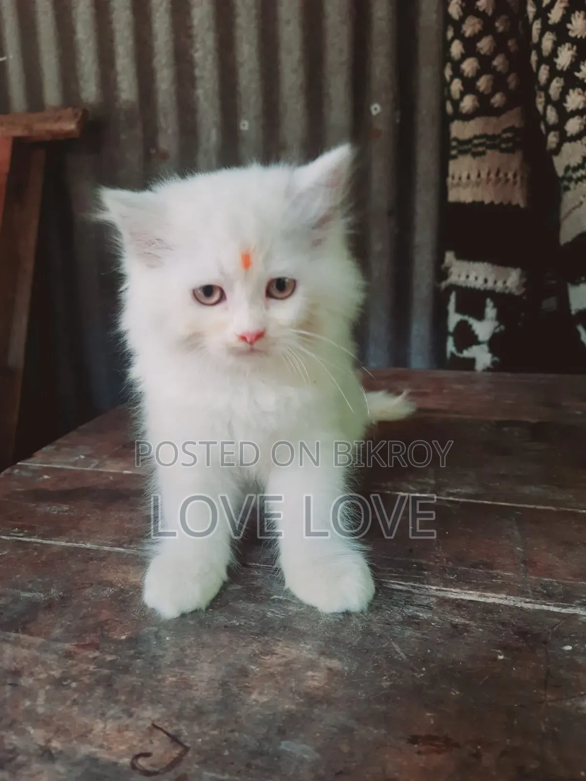 1-3 months Male Purebred Persian