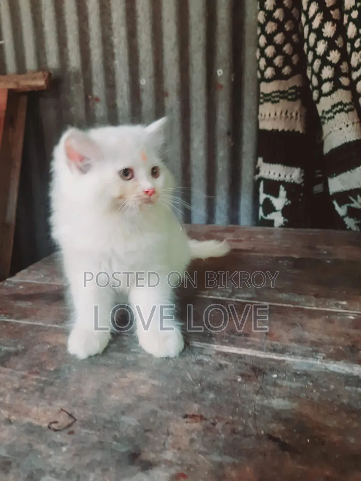 1-3 months Male Purebred Persian