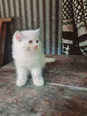1-3 months Male Purebred Persian