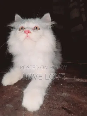 1-3 months Female Purebred Persian