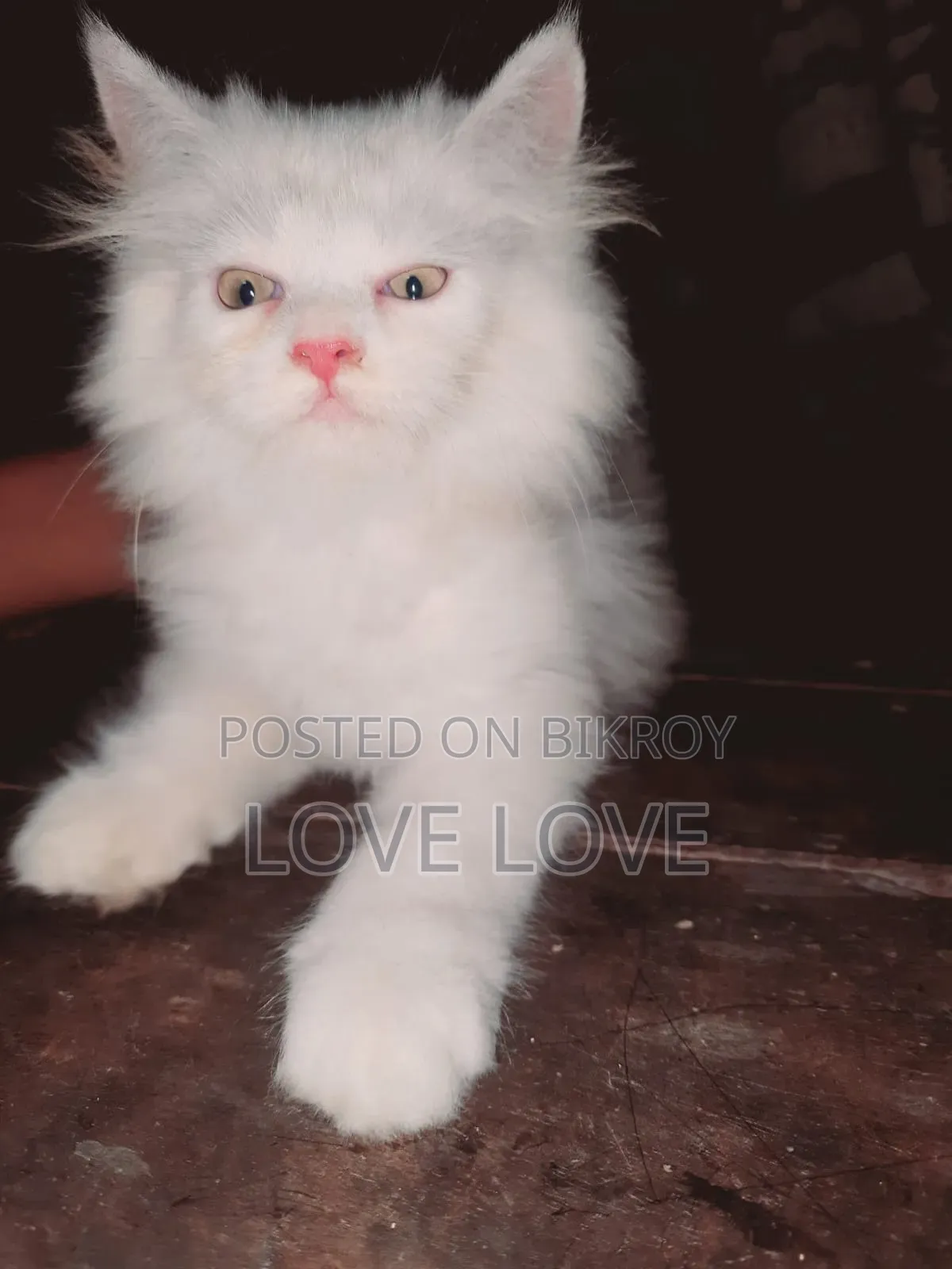 1-3 months Female Purebred Persian