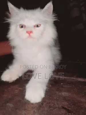 1-3 months Female Purebred Persian