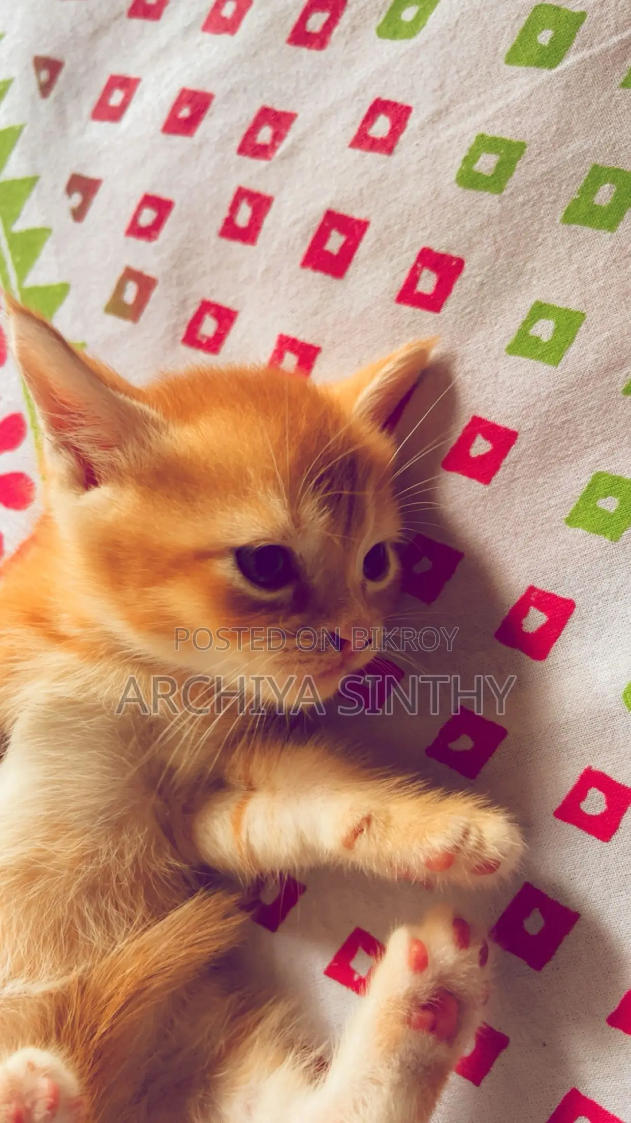 1-3 months Female Mixed Breed Persian