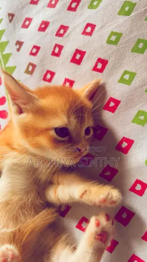 1-3 months Female Mixed Breed Persian