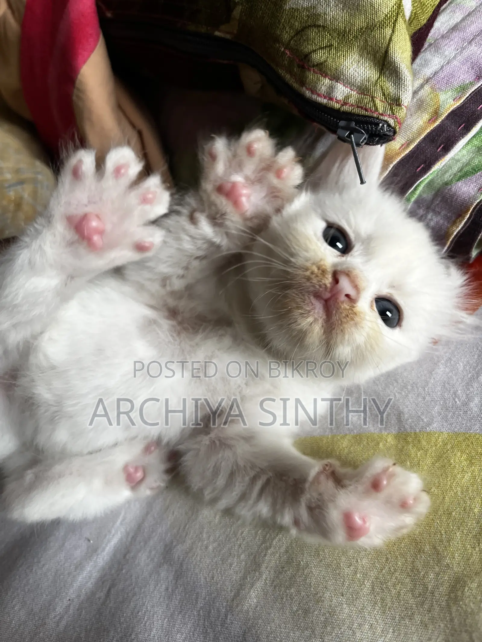 1-3 months Female Mixed Breed Persian