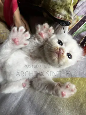1-3 months Female Mixed Breed Persian