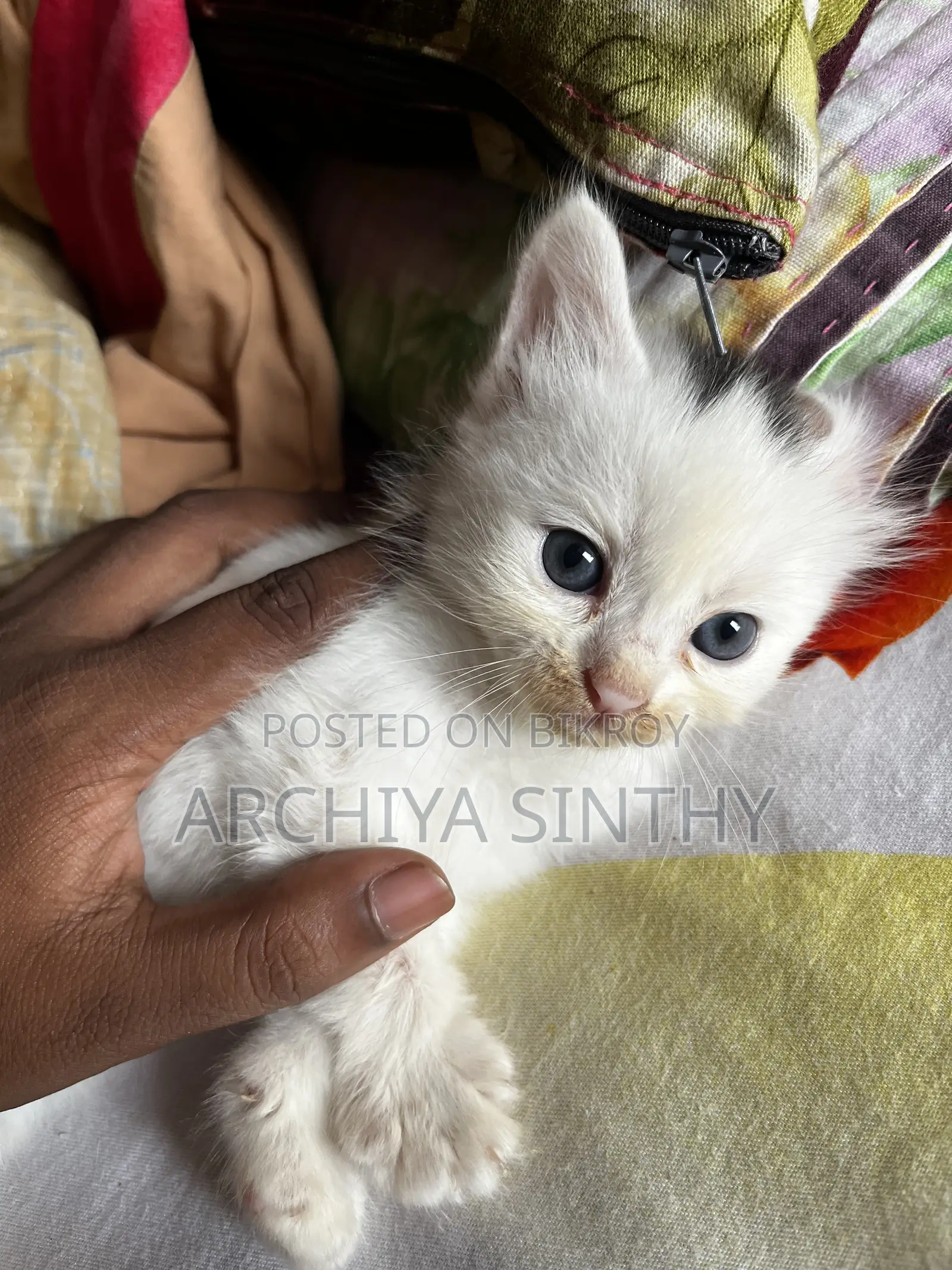 1-3 months Female Mixed Breed Persian