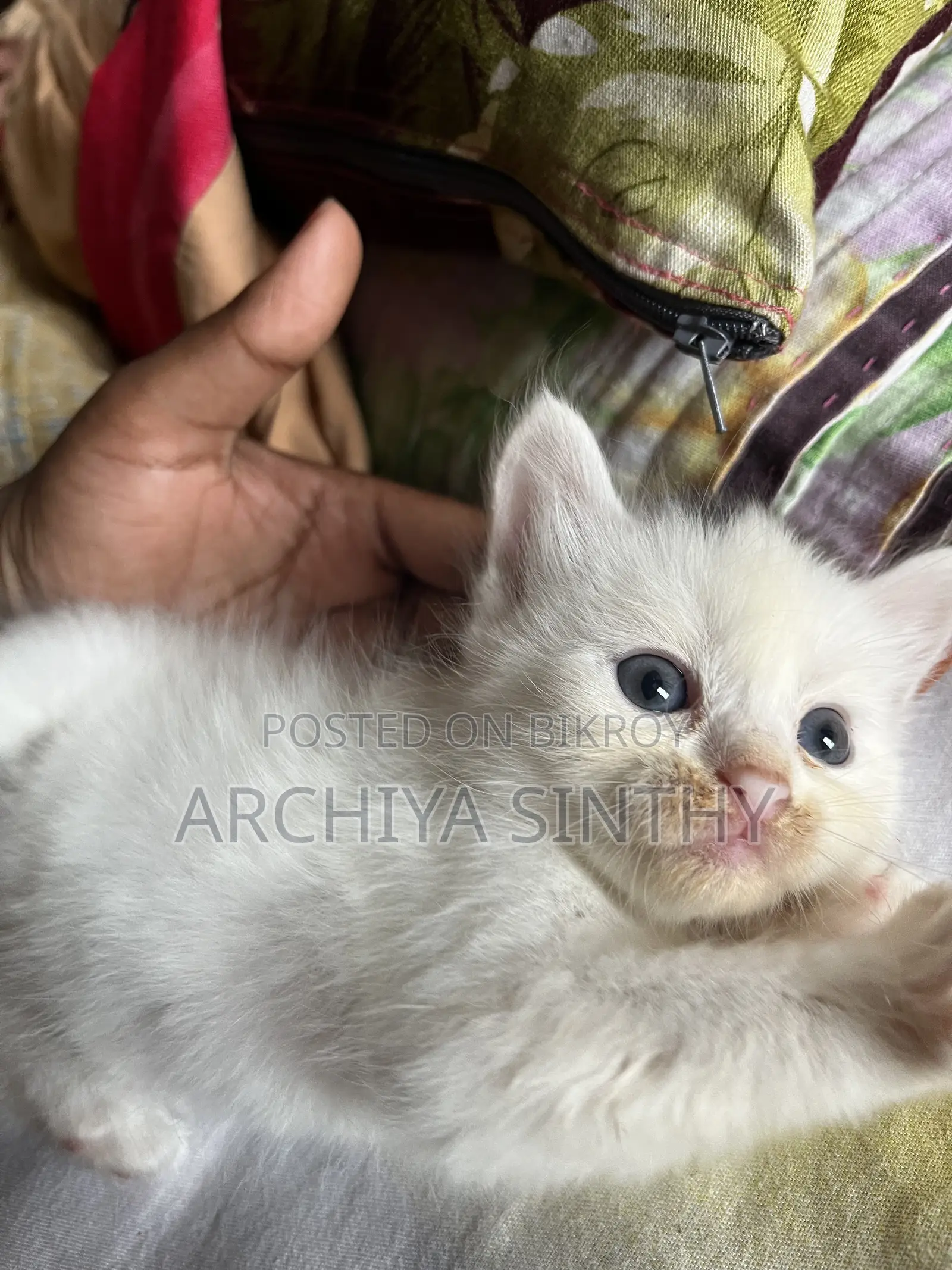 1-3 months Female Mixed Breed Persian