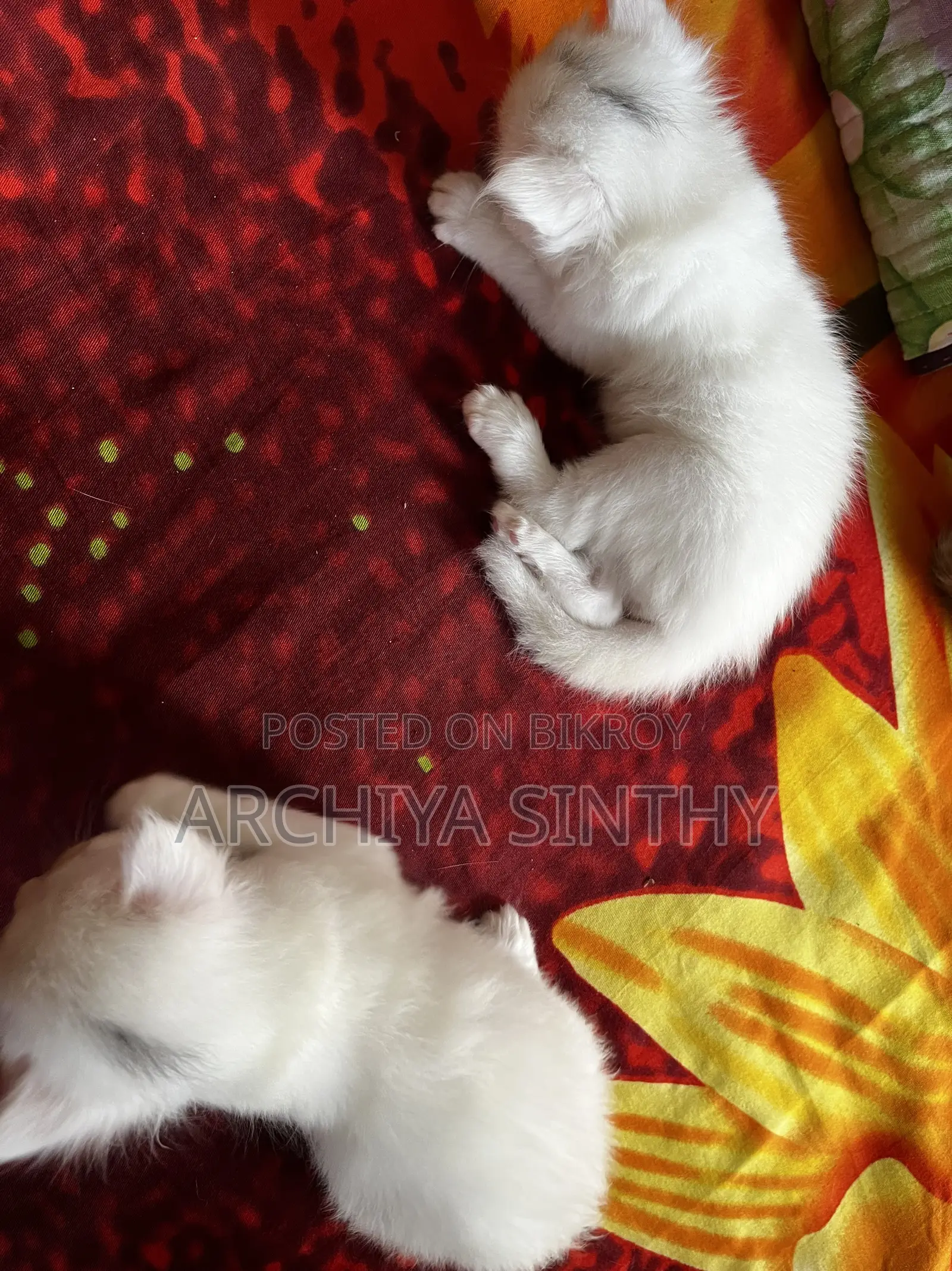 1-3 months Female Mixed Breed Persian