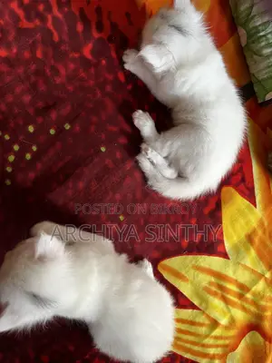 1-3 months Female Mixed Breed Persian