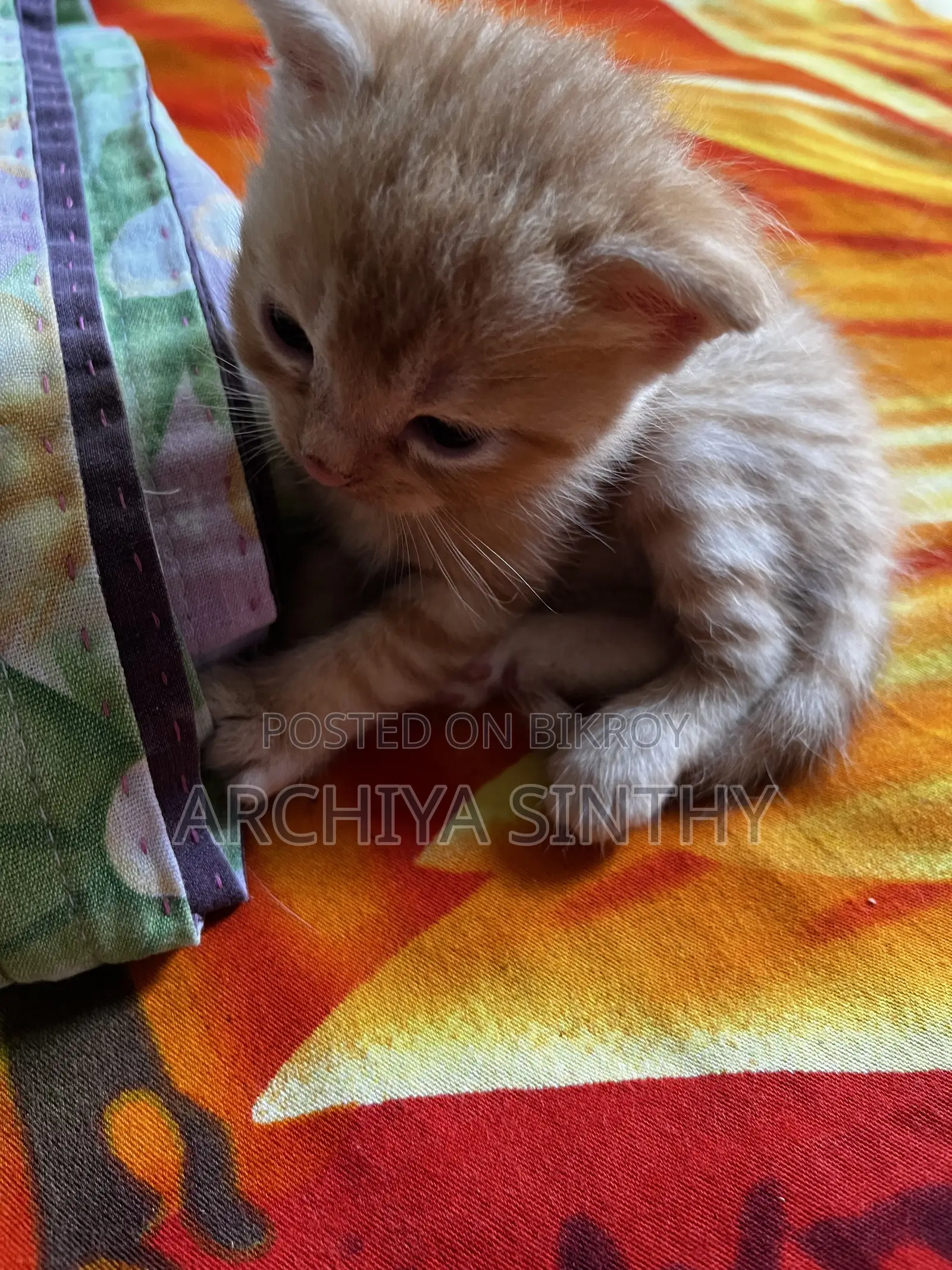 1-3 months Female Mixed Breed Persian