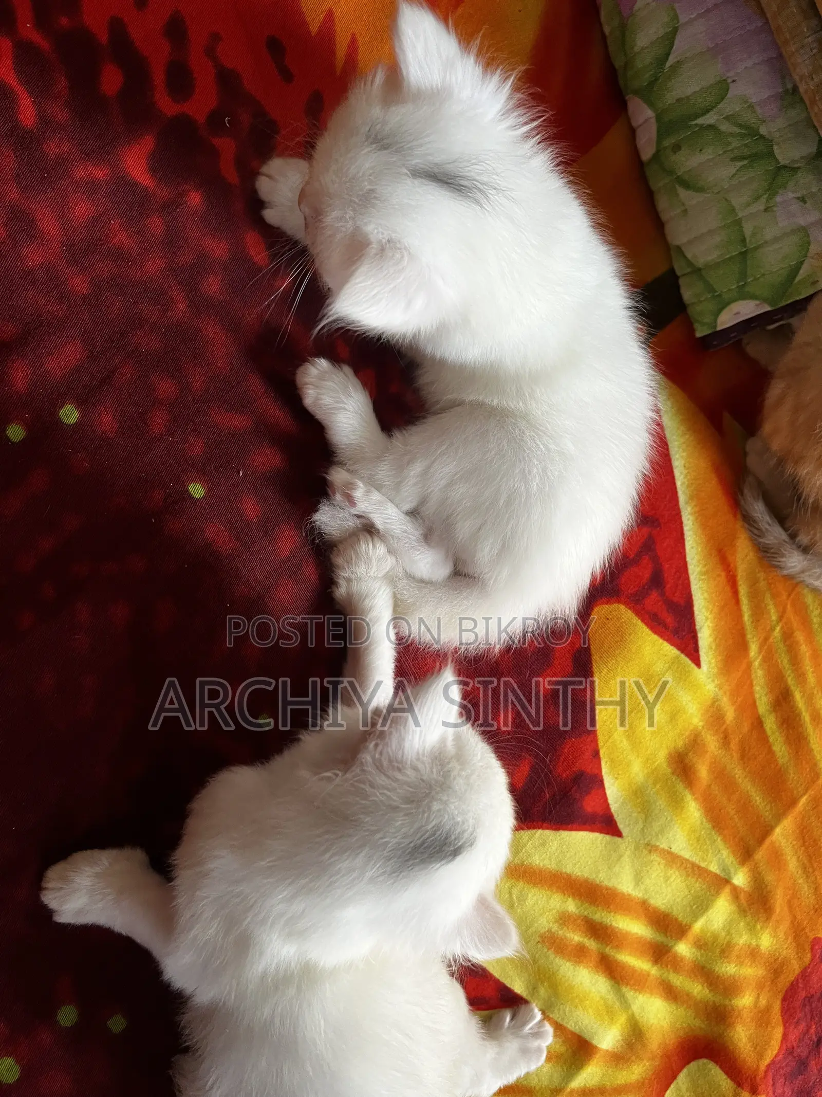 1-3 months Female Mixed Breed Persian