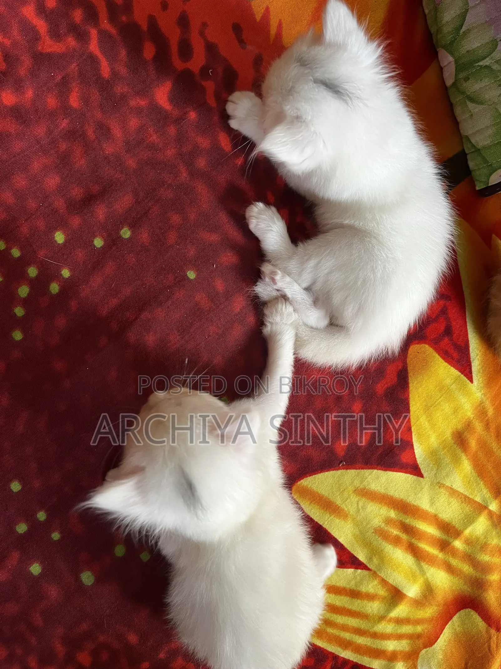 1-3 months Female Mixed Breed Persian
