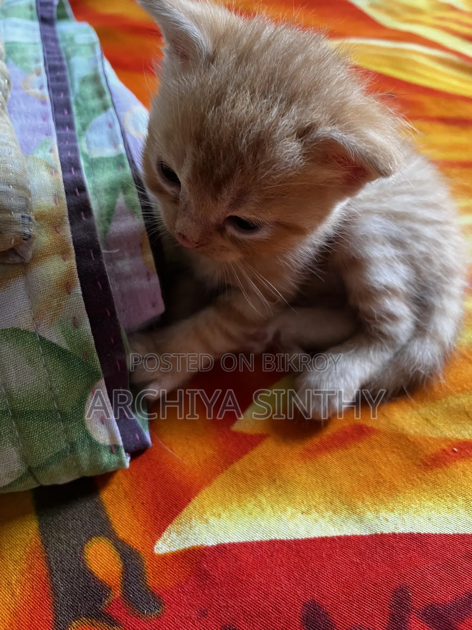 1-3 months Female Mixed Breed Persian