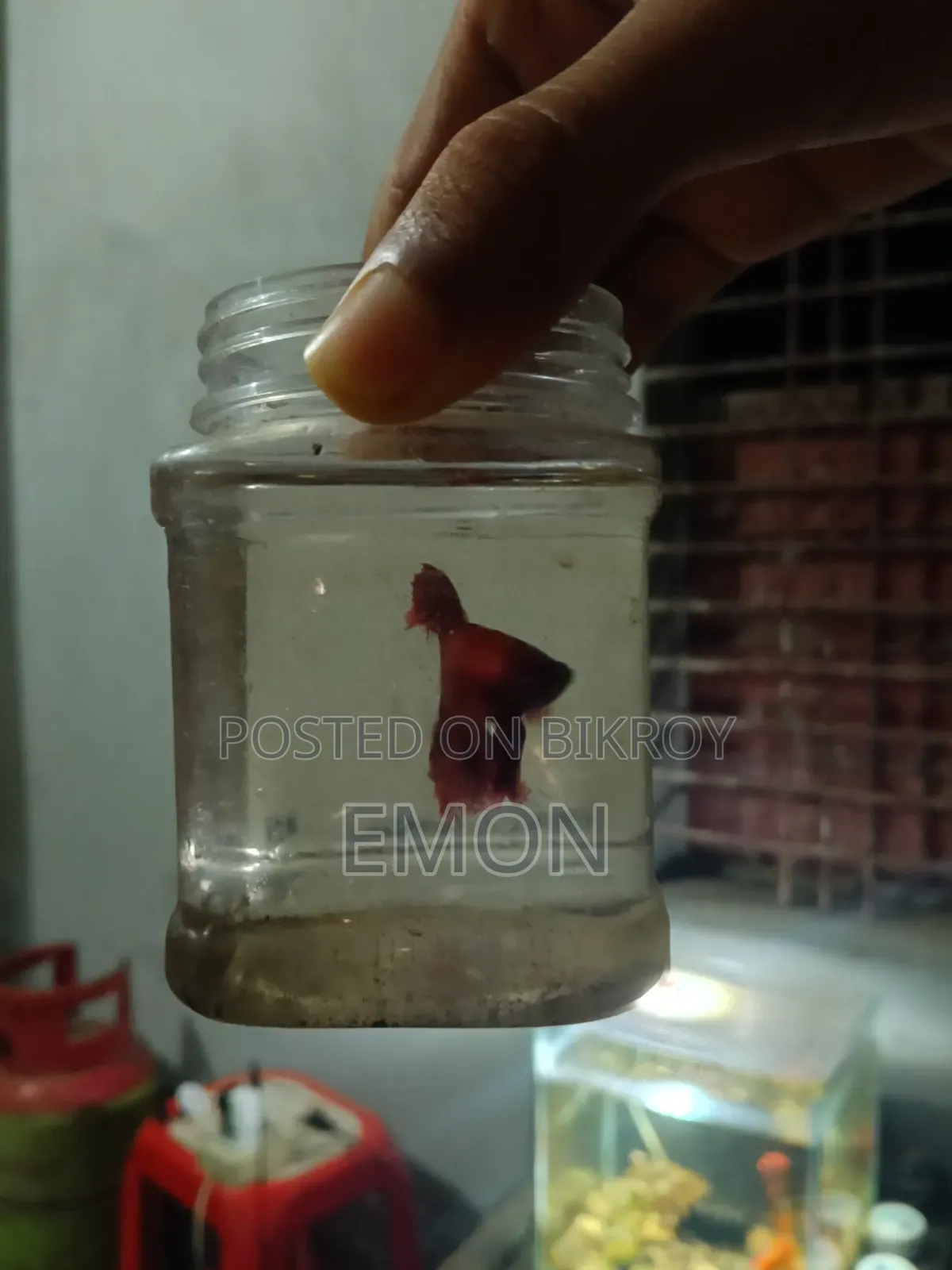 লাল কালার বেটা ফুল একটিভ